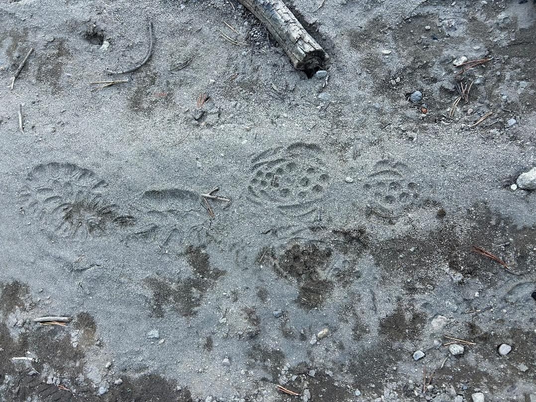 Boot prints in Sierra trail dirt illustrating the lesson to know your footprints