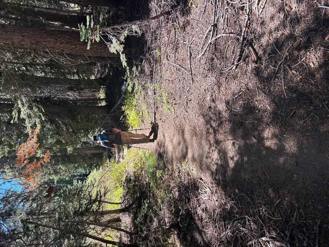 Paul walking ahead on a shaded dirt trail through a Sierra pine forest