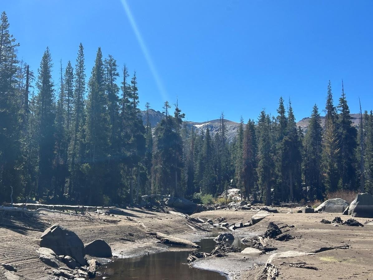 Dry creek bed and pine forest with a small patch of snow visible on a distant Sierra peak